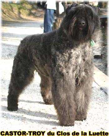 bouvier des flandres du clos de la luette - copyright déposé